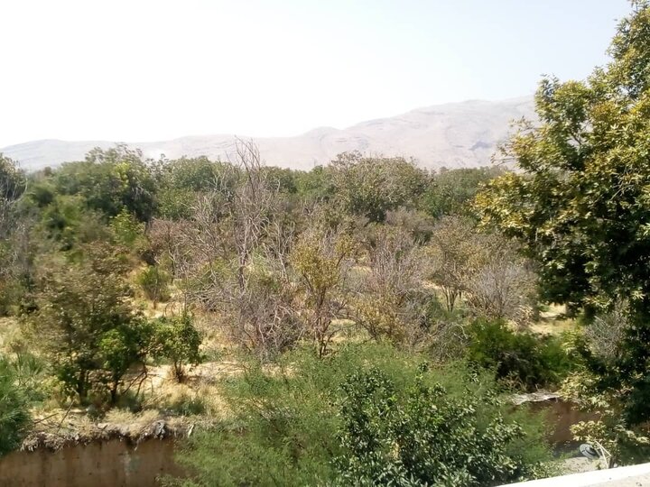 بازدید معاونین و مسئولین شهرداری منطقه یک از روند اجرای پروژههای باغ تپه و باغ ناصری