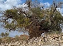 تکذیبیه اداره کل راهداری و حمل و نقل جاده‌ای فارس در خصوص قطع درخت ۷۰۰ ساله