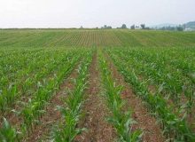 اجرای ۱۰۰۰ نفر روز آموزش مهارتی کشاورزی در شیراز