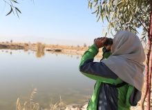 آغاز سرشماری نیمه زمستانه پرندگان آبچر و کنار آبچر در استان فارس