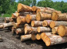 دستگیری دو گروه از متخلفین قطع درختان بلوط در جنگل دشت برم کازرون