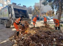 پیش‌بینی بالغ‌بر ۱۰۰۰ تُن برگ جمع‌آوری‌شده تا پایان سال جاری