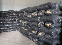 انبارهای احتکار ۹۷۶ میلیاردی سیب‌زمینی در شیراز لو رفت