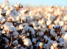 پایان کاشت طلای سفید در فارس