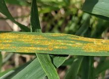 هشدار شیوع بیماری زنگ زرد در مزارع گندم و جو فارس