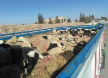 کشف احشام فاقد مجوز در شیراز