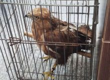 عقاب کمیاب، تحویل محیط زیست شد