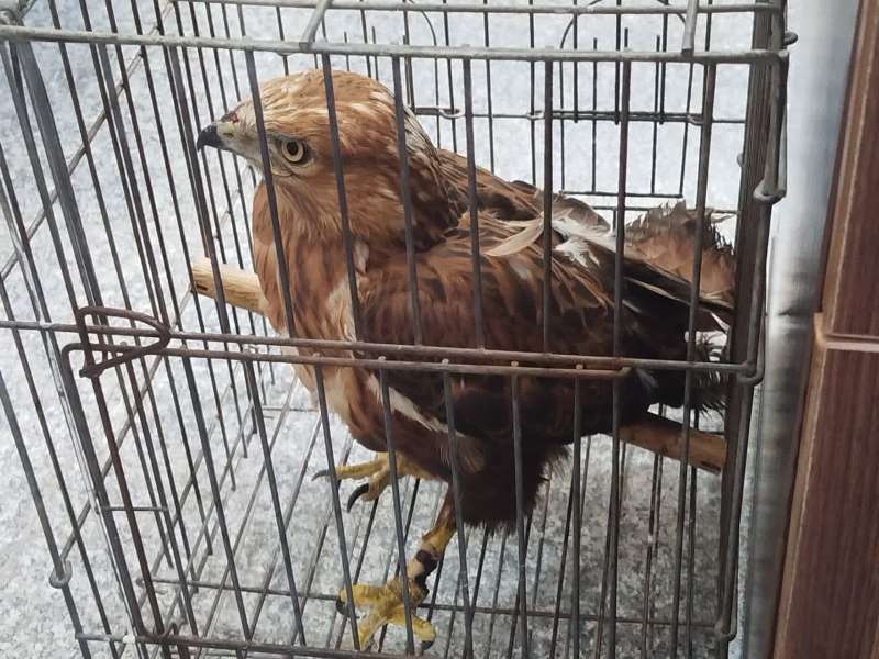 عقاب کمیاب، تحویل محیط زیست شد