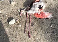تلف شدن چهار فلامینگو در آبگیر مشک‌آویز مهر؛ تحقیقات برای شناسایی متخلفان آغاز شد