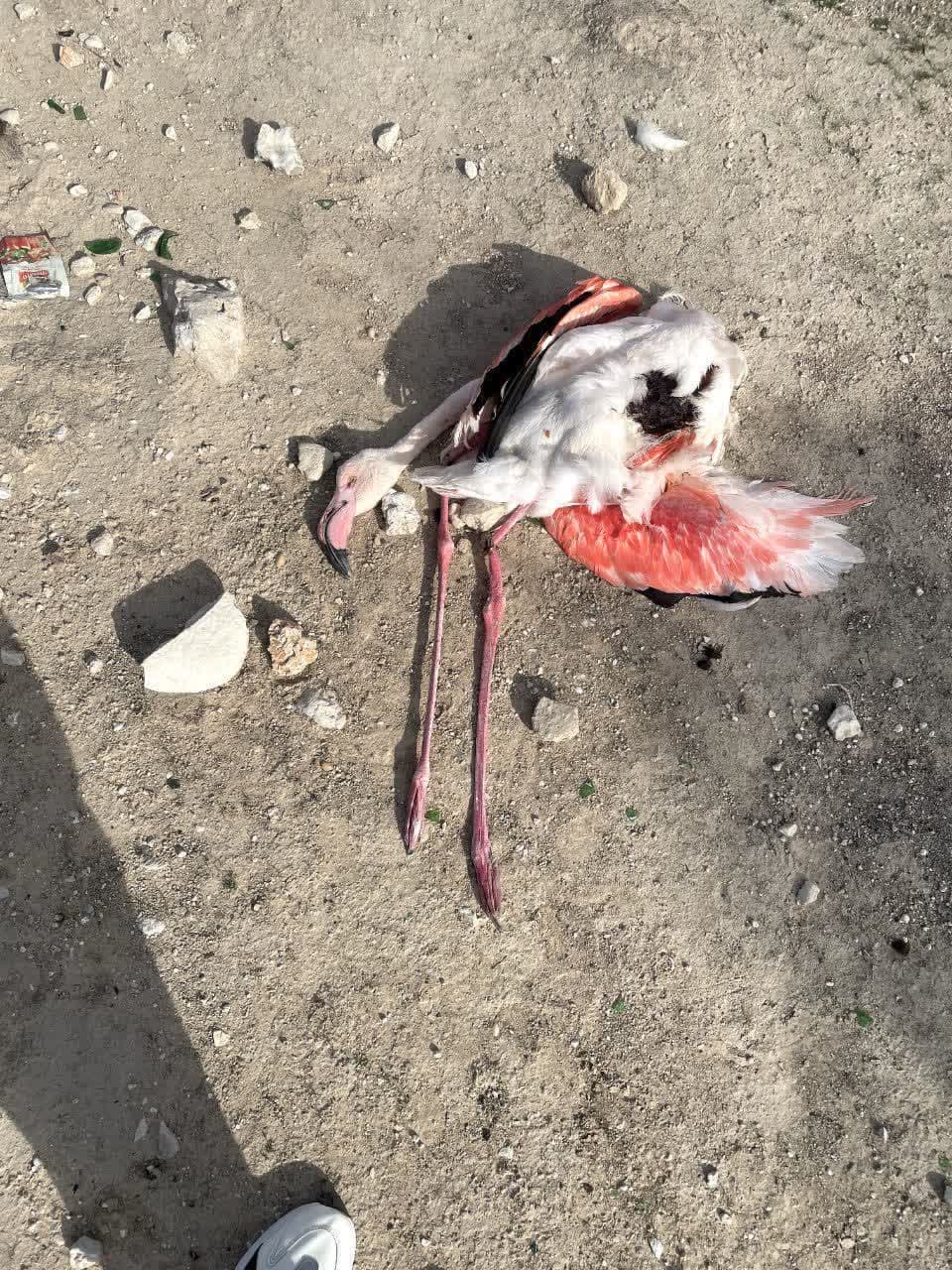 تلف شدن چهار فلامینگو در آبگیر مشکآویز مهر؛ تحقیقات برای شناسایی متخلفان آغاز شد