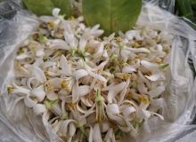 برداشت بهار نارنج در فارس آغاز شد