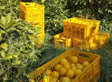 تولید بالغ بر یک میلیون تن مرکبات در فارس