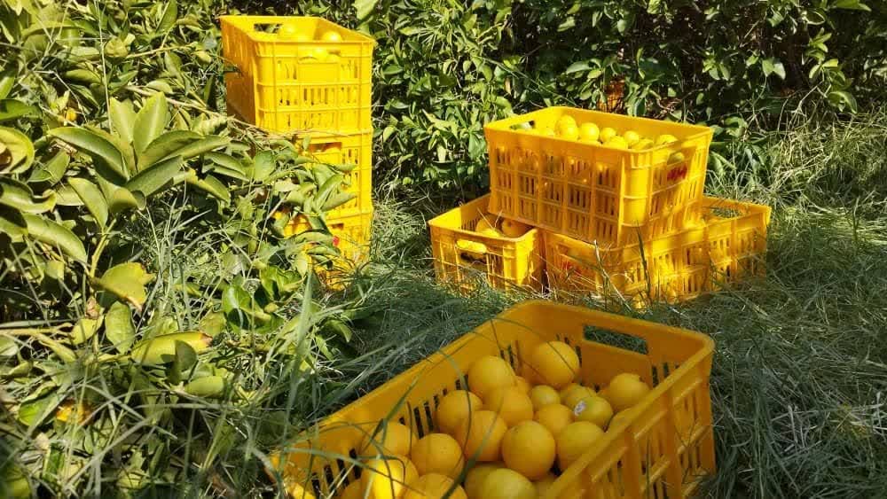 تولید بالغ بر یک میلیون تن مرکبات در فارس