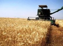 پیش بینی تولید بیش از یک میلیون تن گندم در فارس