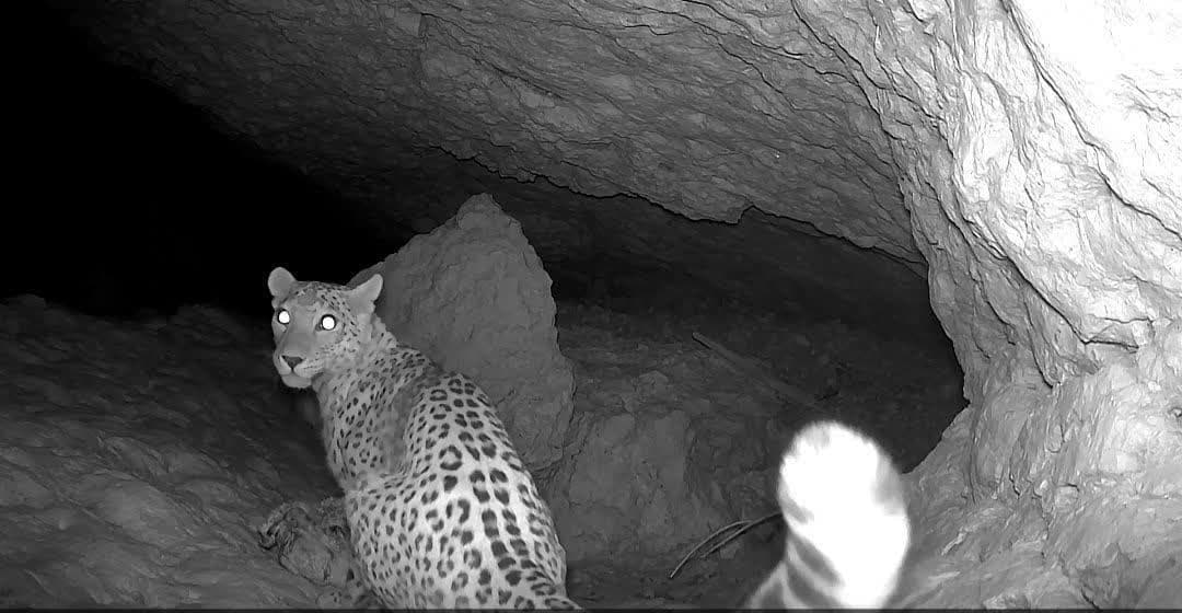 ثبت تصویر پلنگ ایرانی برای نخستین‌بار در پارک ملی قطرویه+ فیلم