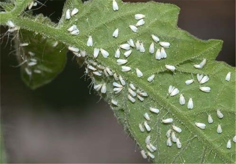 راه اندازی ۴۱ ایستگاه پیش‌آگاهی آفات و بیماری‌ها در فارس