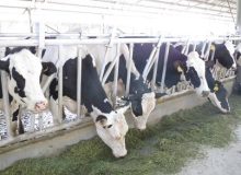 تأمین ۱۰ هزار میلیارد تومان اعتبار برای بخش دامپروری؛ پرداخت سهم فارس از هفته آینده
