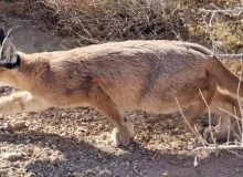 ثبت تاریخی کاراکال در کوه هوا لامرد