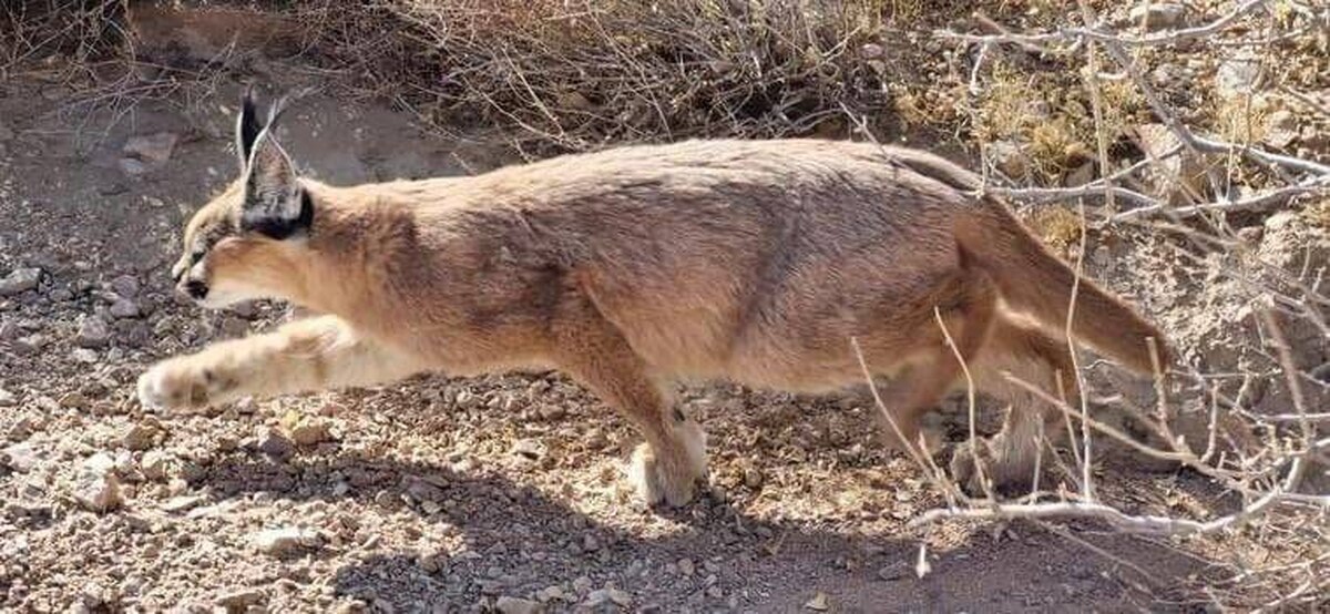 ثبت تاریخی کاراکال در کوه هوا لامرد