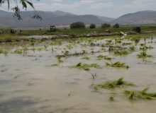 آزادسازی ۲۵۰ هکتار از حریم و بستر دریاچه سد درودزن