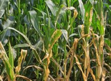 تضمین عاری بودن محصولات صادراتی و وارداتی کشاورزی از عوامل خسارت‌زا گیاهی