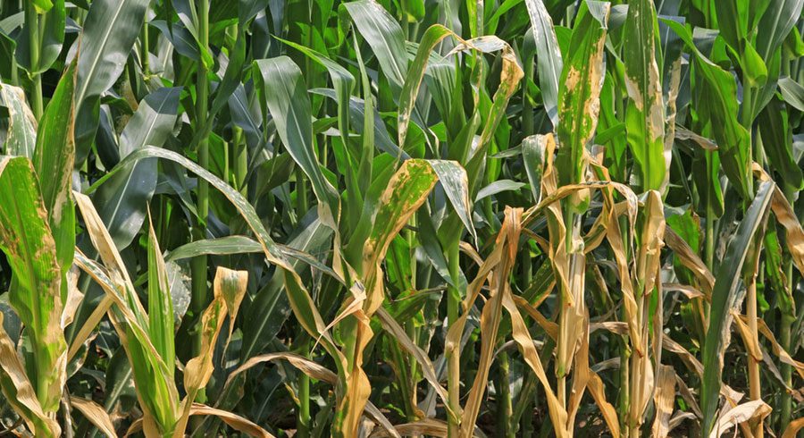 تضمین عاری بودن محصولات صادراتی و وارداتی کشاورزی از عوامل خسارت‌زا گیاهی