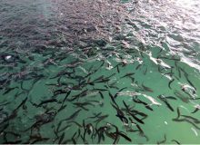 رهاسازی یک میلیون و ۴۰۰ هزار قطعه بچه ماهی در استخرهای کشاورزی فارس