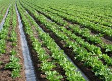 افزایش ۴۰ درصدی کشت چغندرقند در شیراز