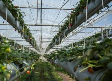 ۶۴ طرح کشاورزی به مناسبت هفته دولت در فارس افتتاح می شود