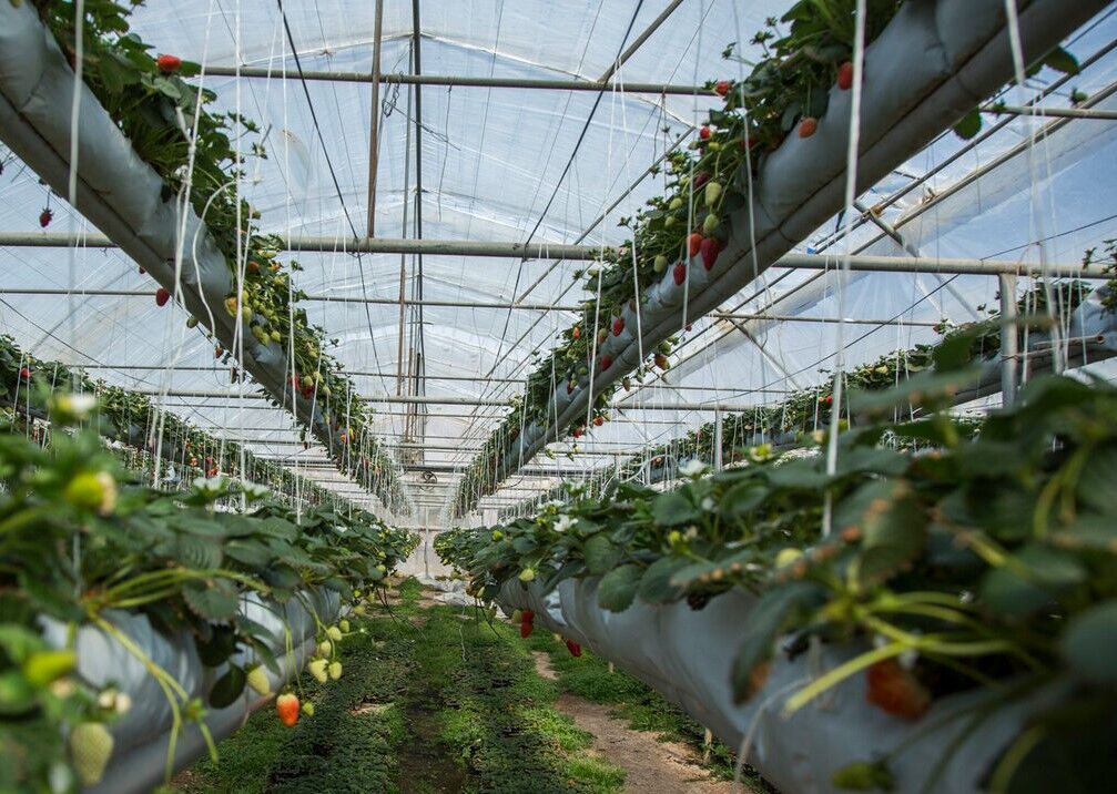 ۶۴ طرح کشاورزی به مناسبت هفته دولت در فارس افتتاح می شود