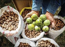 برداشت بیش از ۱۴ هزارتن گردو از باغات فارس