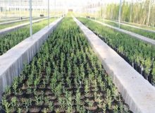 تولید بیش از ۳۹۸ هزار نهال در راستای طرح مردمی کاشت یک میلیارد درخت