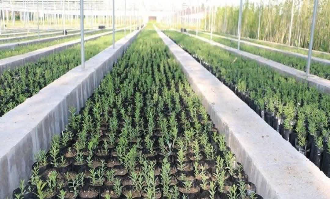 تولید بیش از ۳۹۸ هزار نهال در راستای طرح مردمی کاشت یک میلیارد درخت