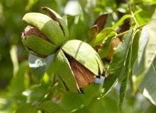 برگزاری هفته بزرگداشت بوانات با اجرای برنامه‌های متنوع فرهنگی و گردشگری