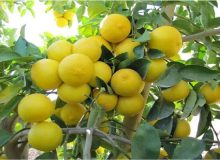 آغاز برداشت لیموشیرین در قطب بی رقیب کشور