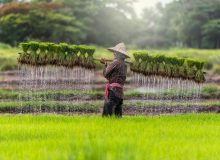 ثبت”کارآواهای برنج‌کاری کربال” در فهرست میراث ناملموس ملی؛ احیای نغمه‌های سنتی فارس