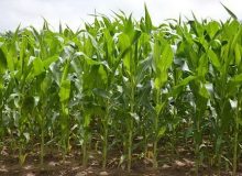 پیش بینی تولید ۳.۵ میلیون تن ذرت علوفه ای در فارس