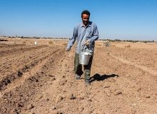 کاشت گندم در فارس آغاز شد