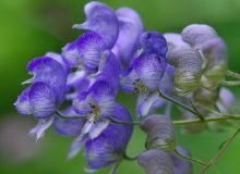 عرضه اشتباه گیاه سمی “اقونیطون” به جای “جدوار”