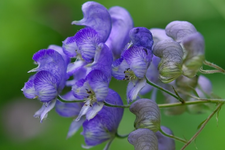 عرضه اشتباه گیاه سمی “اقونیطون” به جای “جدوار”