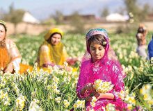 هفتمین جشنواره گل نرگس شهرستان خفر برگزار می شود