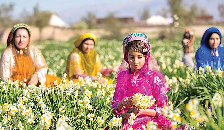 هفتمین جشنواره گل نرگس شهرستان خفر برگزار می شود