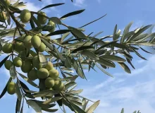 تولید بیش از ۱۹ هزارتن زیتون از باغات فارس