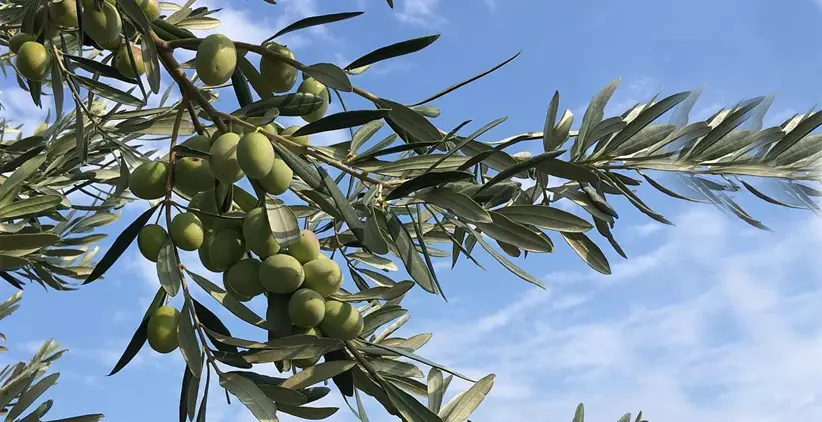 تولید بیش از ۱۹ هزارتن زیتون از باغات فارس