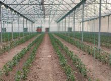 افتتاح و کلنگ زنی ۱۹ طرح گلخانه ای در فارس