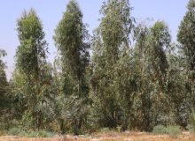 طرح تحول سبز خنج در دل شوری آغاز شد