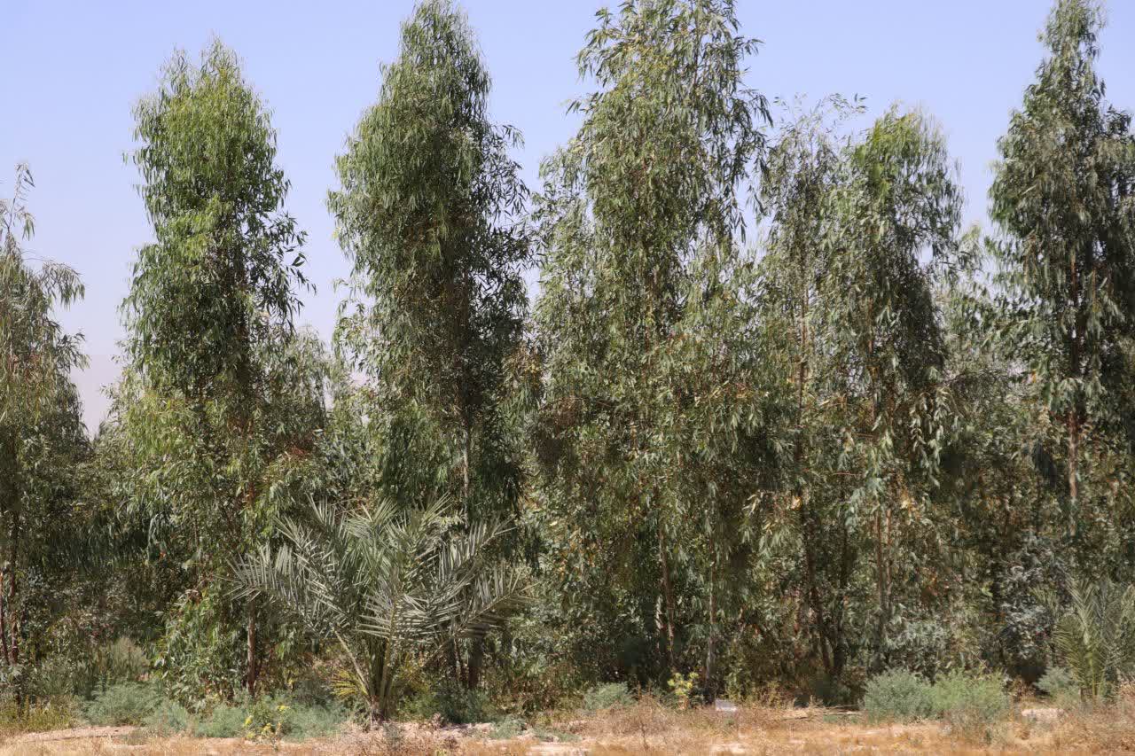 طرح تحول سبز خنج در دل شوری آغاز شد