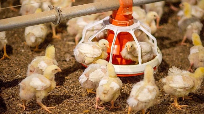 پروتکل تامین سوخت اضطراری در صنعت طیور تدوین شده است