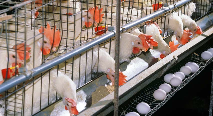 مرغداران شیرازی پرچمدار تولید در فارس