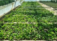 خرید نهال غیرمجاز، تهدیدی برای باغات است